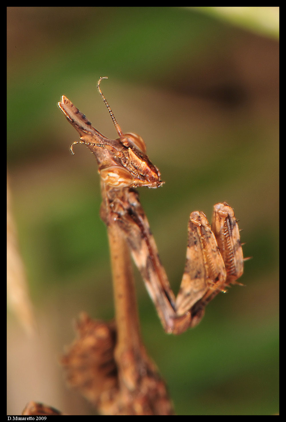 Mantide...f16 vs f32